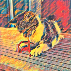 Colourful Cat