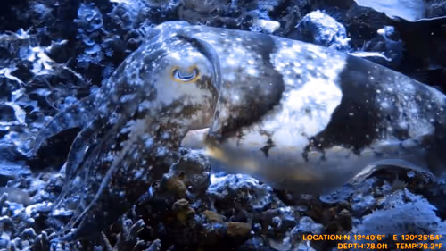 Item #80965803268169370603932631570667161375508893671094224909166964078733923713025 Media