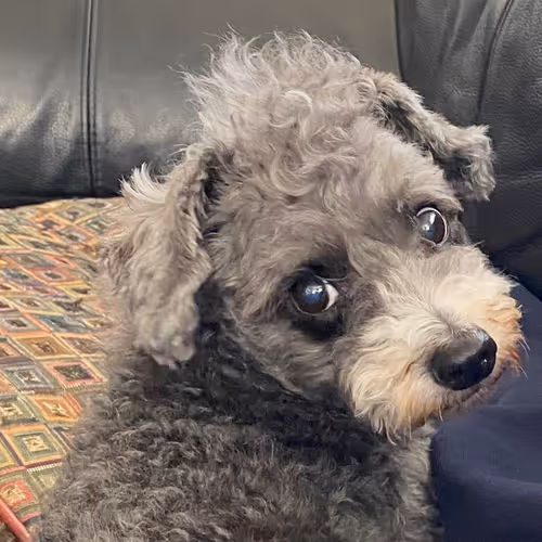 Untitled Collection #459201659