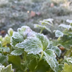 strawberry plant