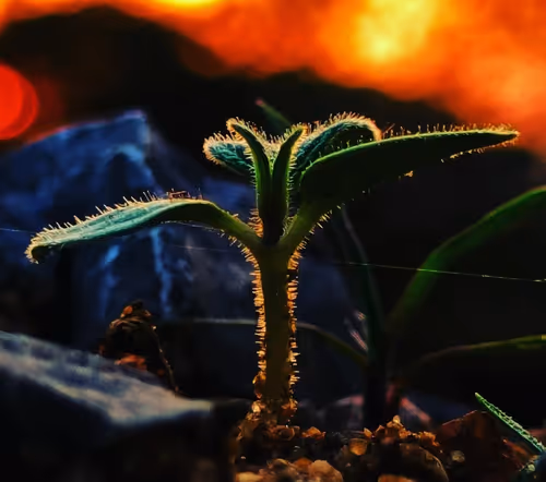 Item #19639212866637923491266492743518133241899401162345393254248405566046446026753 Media