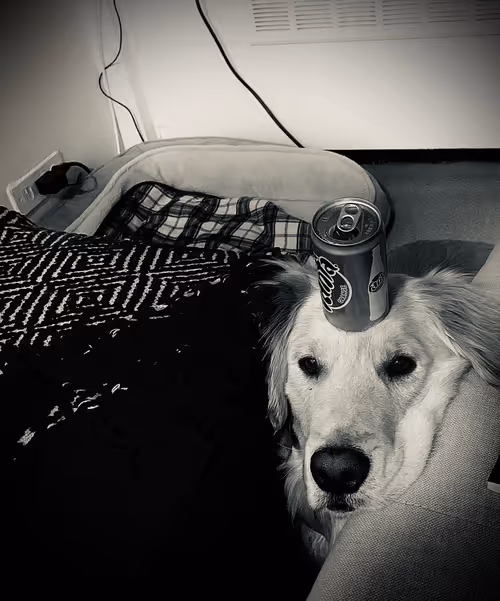 Item #31732020436559280033992312493119526384566116401417850517374032273836511068161 Media