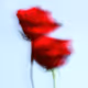 Drops of Gratitude