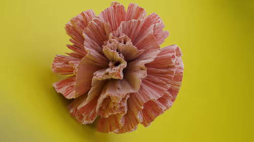 Item #54162300568103725826343189831171959365021078669884134013916714345455098527745 Media