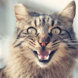 Crazy kitty