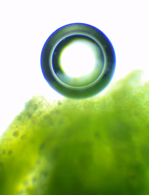 Item #71646257518770613568983710813551014237803002136866425209291833733823982469121 Media