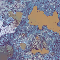Tattered Paint #17