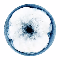 #335 Inverted