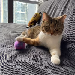 playing ball