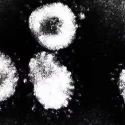 Covid-19 under the microscope v18