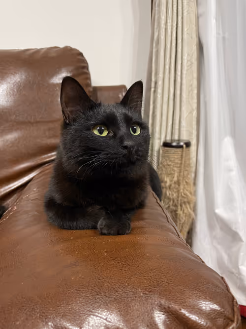 Item #57432309319676179700798702069366385585354272226932054472084541850675427934209 Media