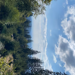 Tree1_importantArt