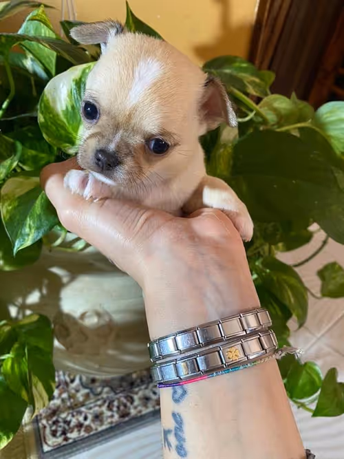 Item #16270321928685808982995121962369976981971426615490870564188120300219942305793 Media