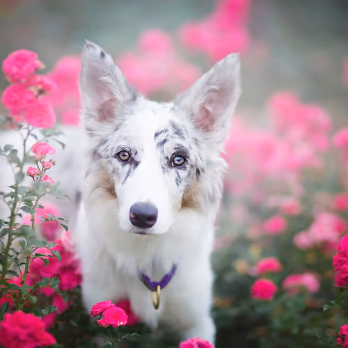 Dog Rose