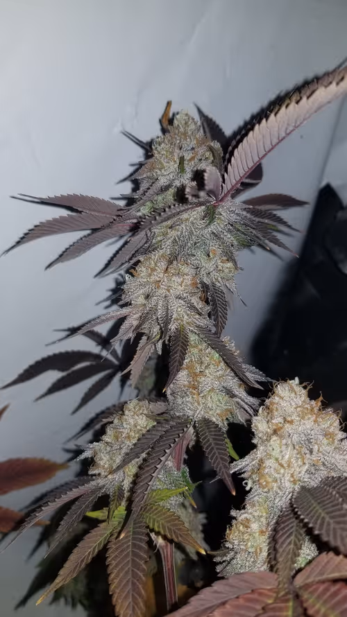 Item #47754769740518373797827716026633935855316313464218516891522265223210284875777 Media