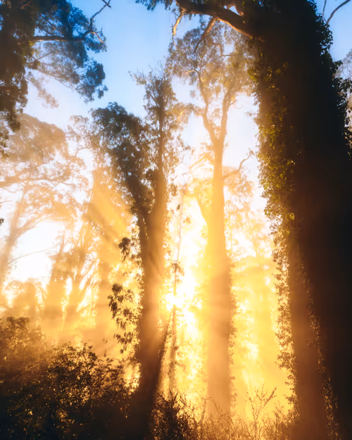 Item #99379921276153973634104125152908526548510783699959858376338453560110941732865 Media