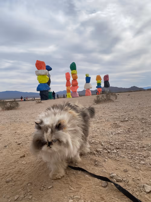 Item #88063557034118437660925886446302507819426649905583175627315428958609373921281 Media