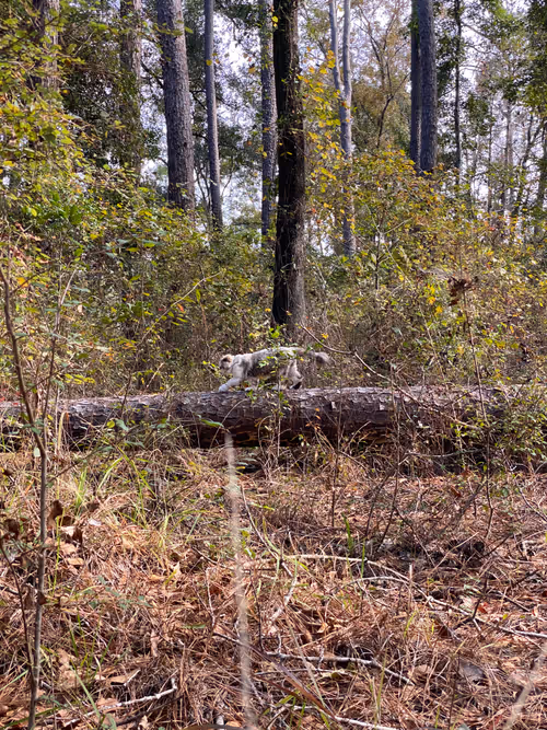 Item #88063557034118437660925886446302507819426649905583175627315428983898141360129 Media