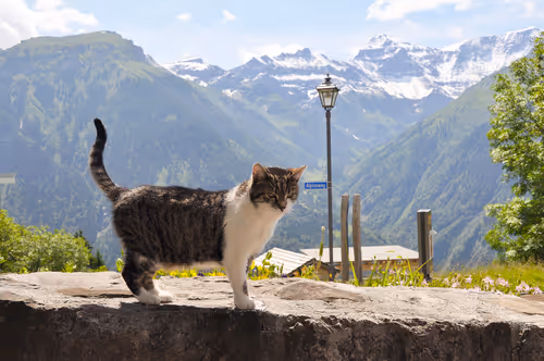 Item #92971587401879212914465603849674525645265351012255145539777938592710558482433 Media