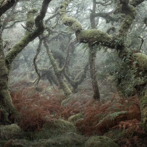 Mysticalwoodland