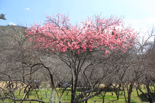 Item #88341892428238457671163359138931352612055705478125639874456303502816547176449 Media