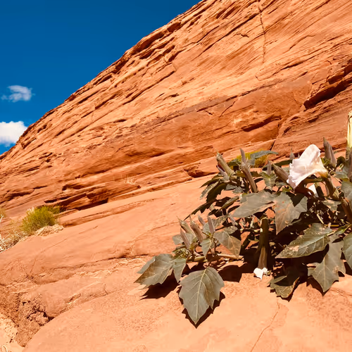 Antelope  Canyon