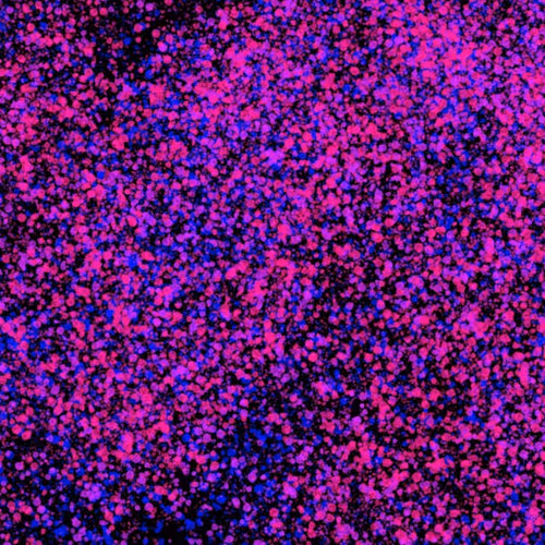 944858660688572096584618472555991747686703840338442188877309637943896309761