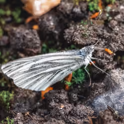 A green-veined white butterfly looks for food
