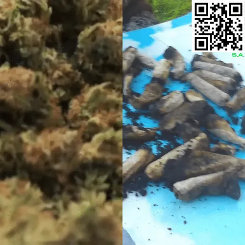 Item #61089433673675855013240100592429788426200334601701735580530433774097352622081 Media