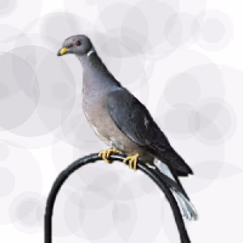 Item #44224140947385297080294490486331546758837636797201957936873602916436284538881 Media