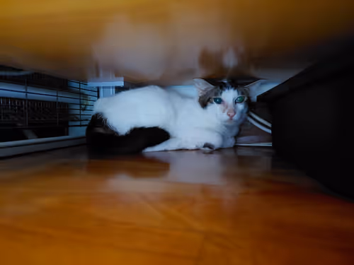 Item #99936926881834722245494880846447902772970396691943269501904837339594302160897 Media