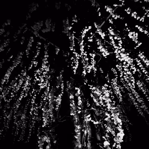 Falling Flowers