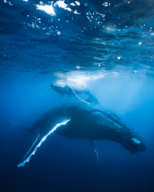 Item #14416656700475663864726672344569766568452912279528818547653479150522843791361 Media