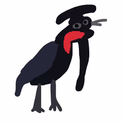 Umbrella Bird