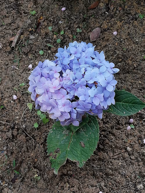 Item #681644157173792272439722476275710569421231234846728788175367321693278175233 Media