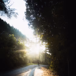 Isolation #18 - the enchanted forest  