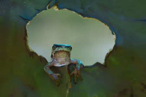 Item #46489417000291226803390193278171395337984998557476228483069898685506138406913 Media