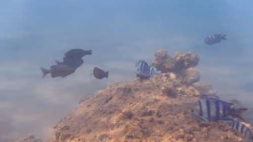 Item #32522392328516293709208538786472574869311995244495637720412795843263403655173 Media