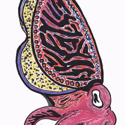 Cuttlefish 