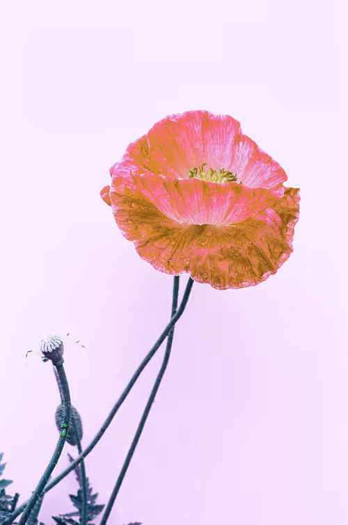 Item #6543125285758794139519418366552479585360659536622126303737985521356080414721 Media