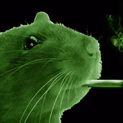 Punk Green Rat