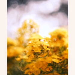 008 Melting Into Yellow