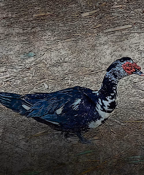 Item #81269833061274051173789884418282317830923519221172308843662164454882794274817 Media