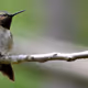 Hummingbird #025