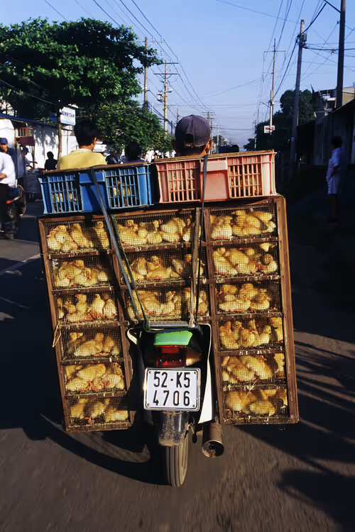 Item #24110165408155573398908987562152031273205884089304227586706331117150405656577 Media