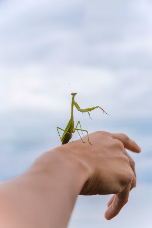 Item #54498339750312629147900213793127286863305084837877265024526474331461567643649 Media