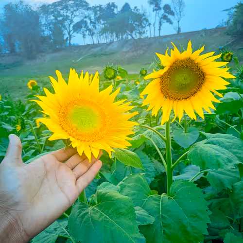 View-weather Collection