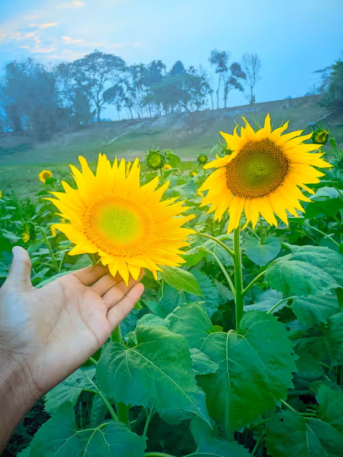 Item #63286017601085034673520209804891162522499203863296994173261005494516277313537 Media