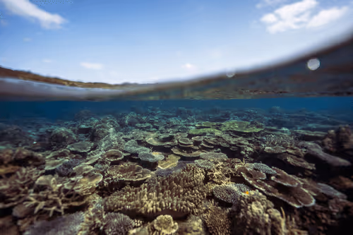 Item #99926930229538675438917090631619995362212113699001151744757174478224851206244 Media