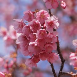Izu Toi Sakura blooming in early spring